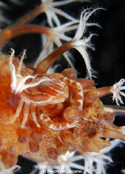 Porcelain crab
Nikon D200, 60 micro, twin strobo
Lembeh... by Marchione Giacomo 